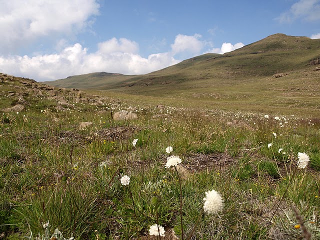 field
