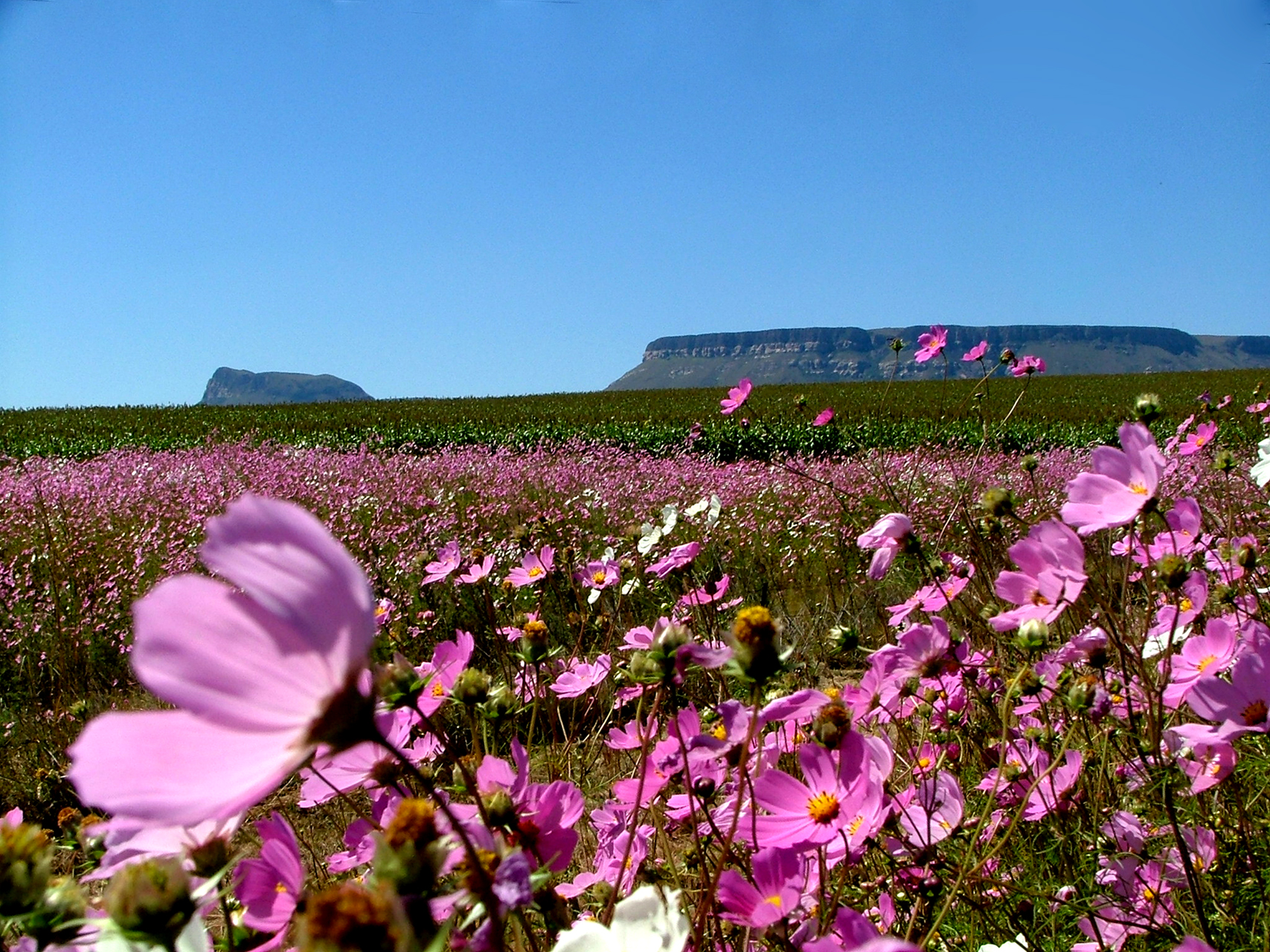 Sea of flowers